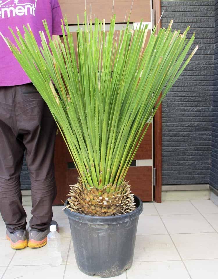 【現品】ダシリリオン・ミキワネンシス　大株　12号　5Ｆ番