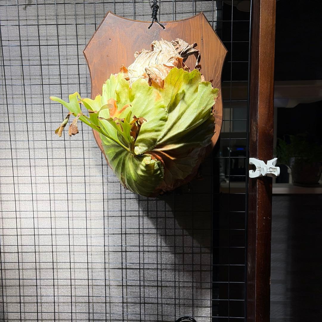 壁掛けビカクシダ リドレイ