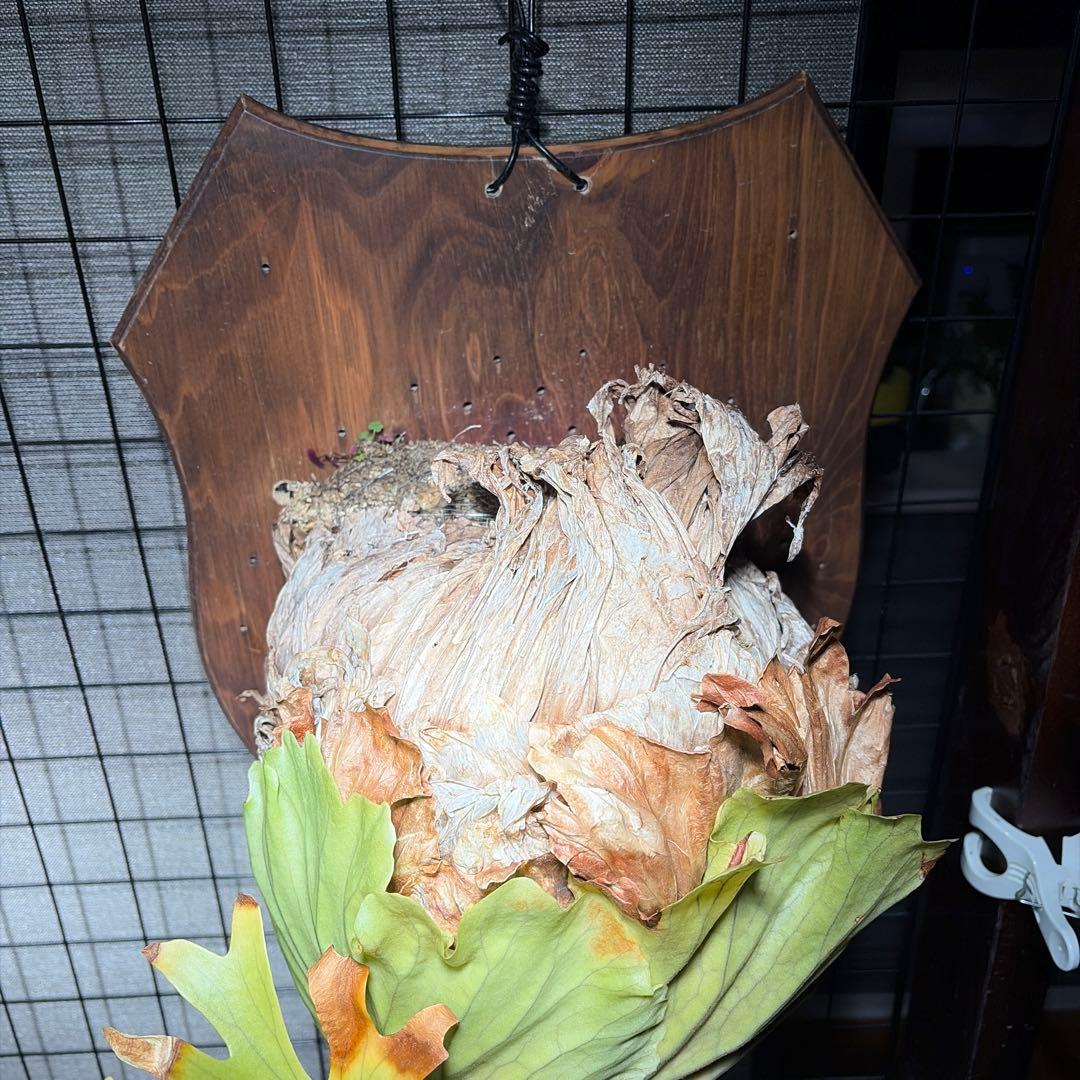 壁掛けビカクシダ リドレイ