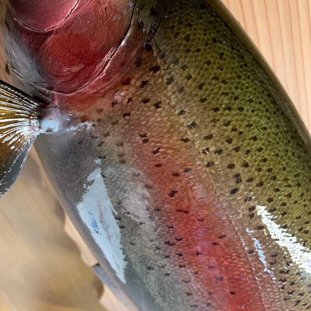 ワイルドスーパーレインボー50オーバー雄三口限定品剥製製作依頼又は、完成品