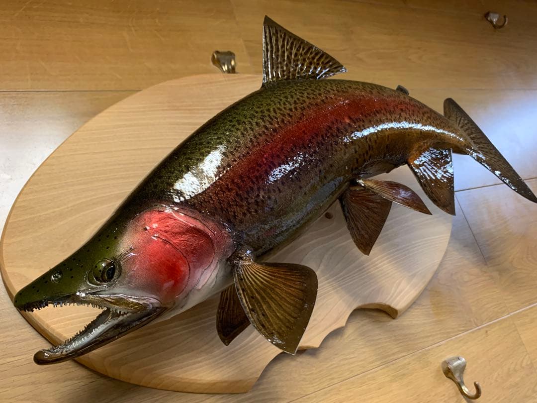 ワイルドスーパーレインボー50オーバー雄三口限定品剥製製作依頼又は、完成品