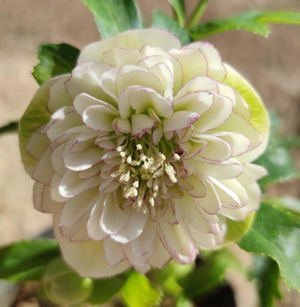 クリスマスローズ　ロゼット咲き多弁ピコティ