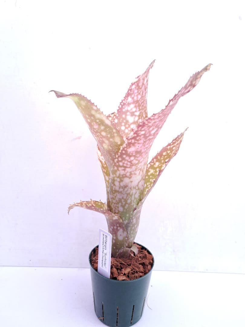 ビルベルギア サーフライダー 抜き苗 速達便 タンクブロメリア