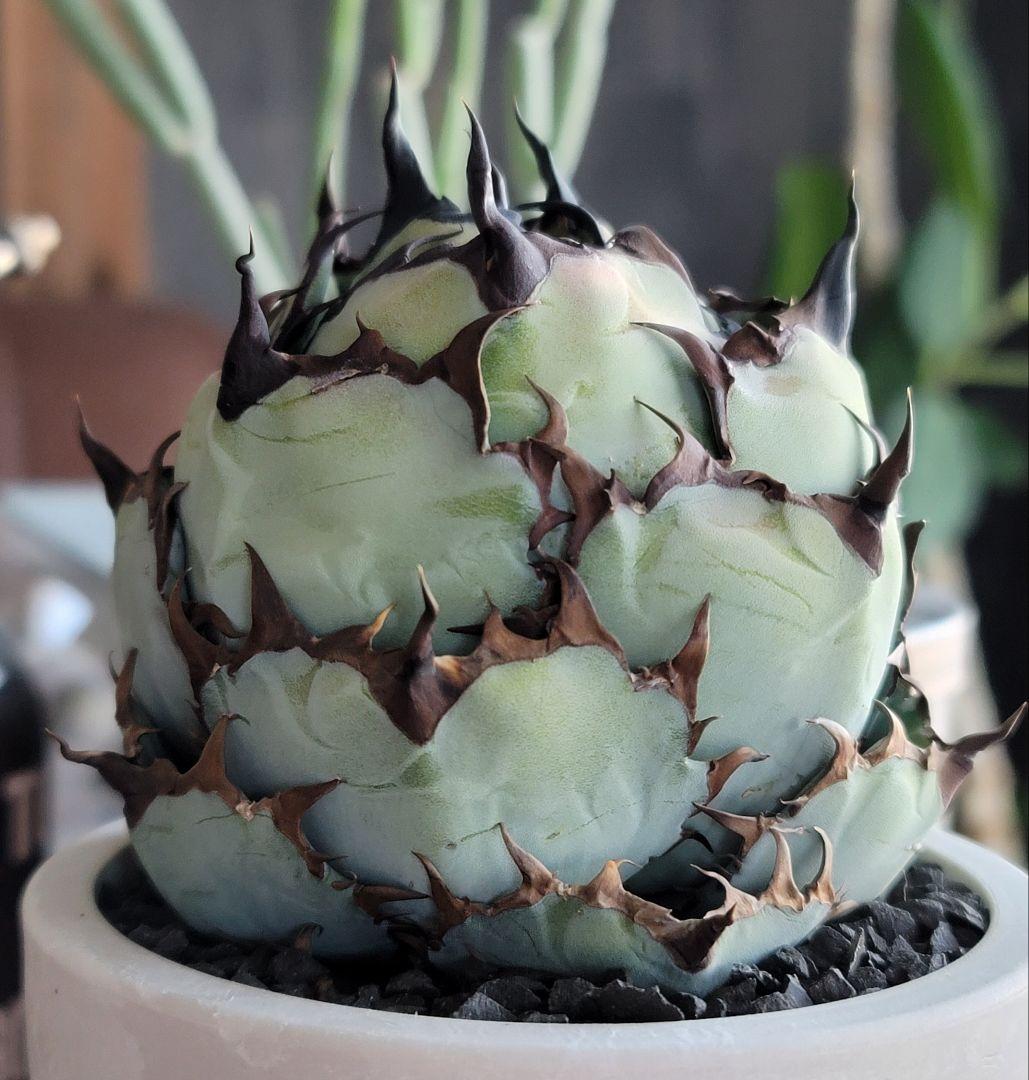 ブラック&ブルー　BB 　標本株