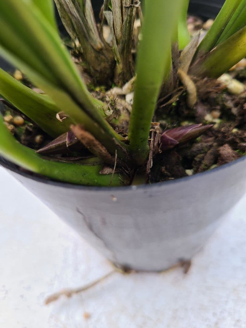 ミスマフェット。花芽4個。2鉢セット。蜜蜂誘引蘭。日本蜜蜂