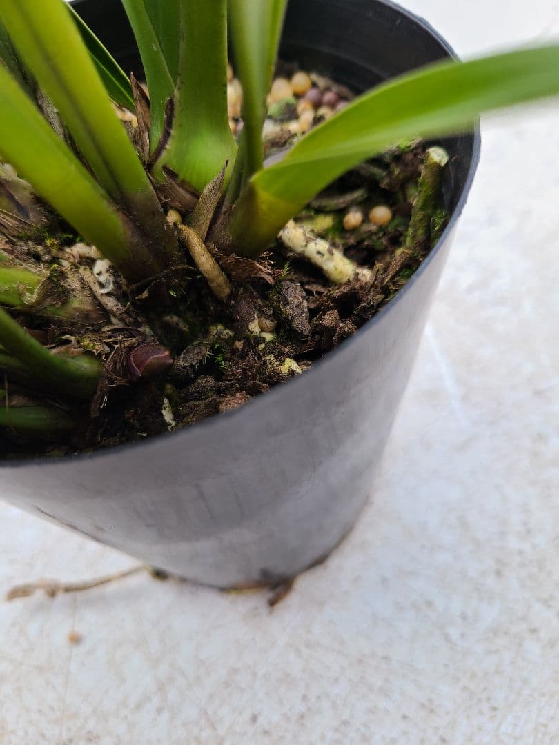 ミスマフェット。花芽4個。2鉢セット。蜜蜂誘引蘭。日本蜜蜂