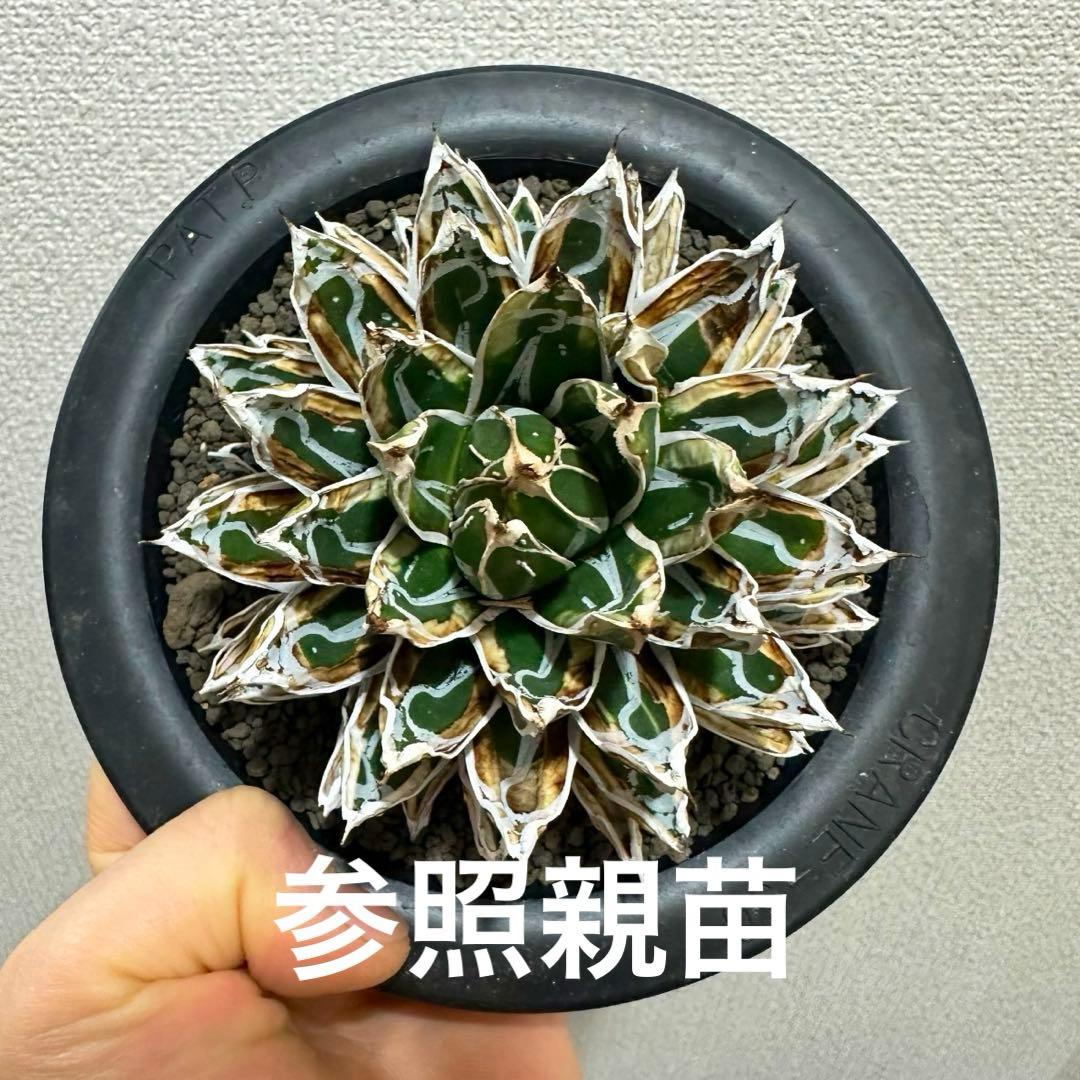 大特価！【アガべ　姫笹の雪白覆輪　中苗　子株付き】