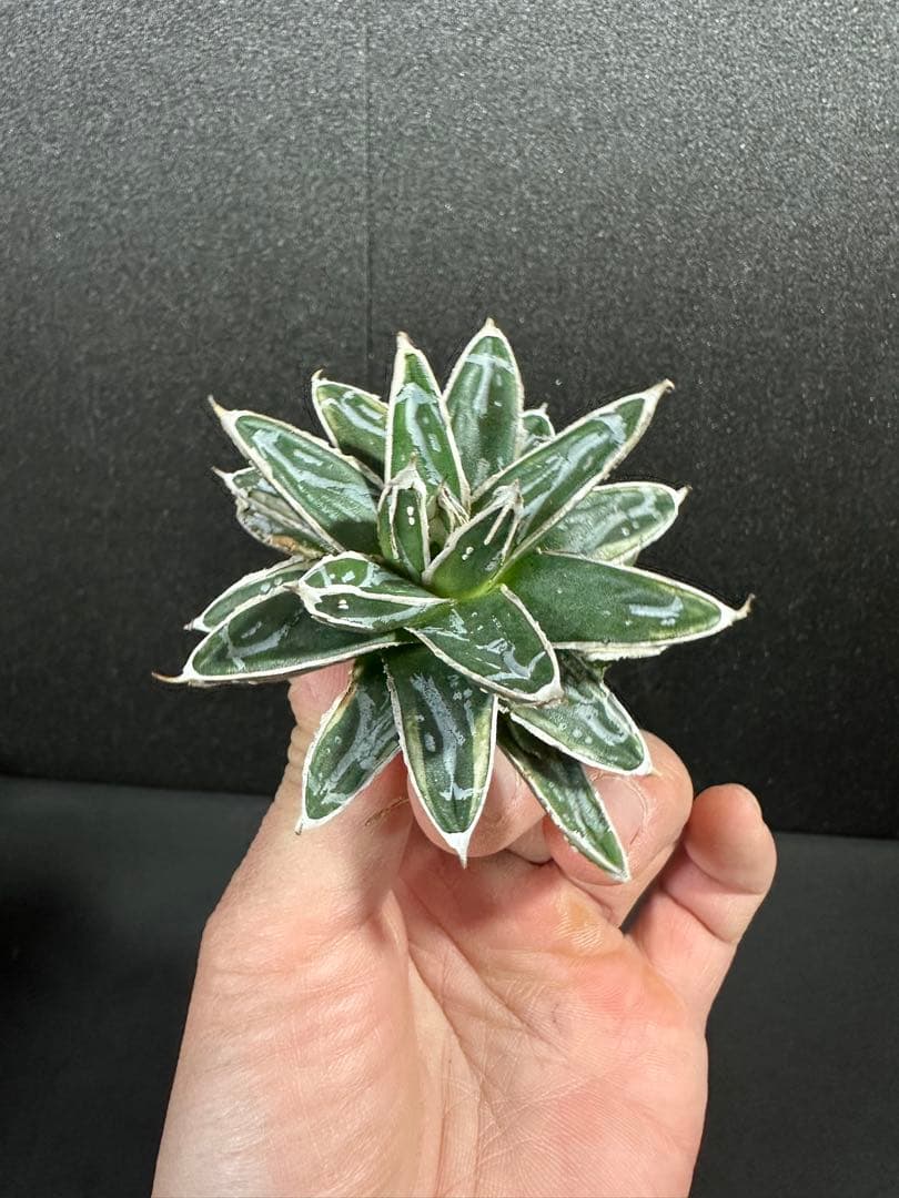 大特価！【アガべ　姫笹の雪白覆輪　中苗　子株付き】