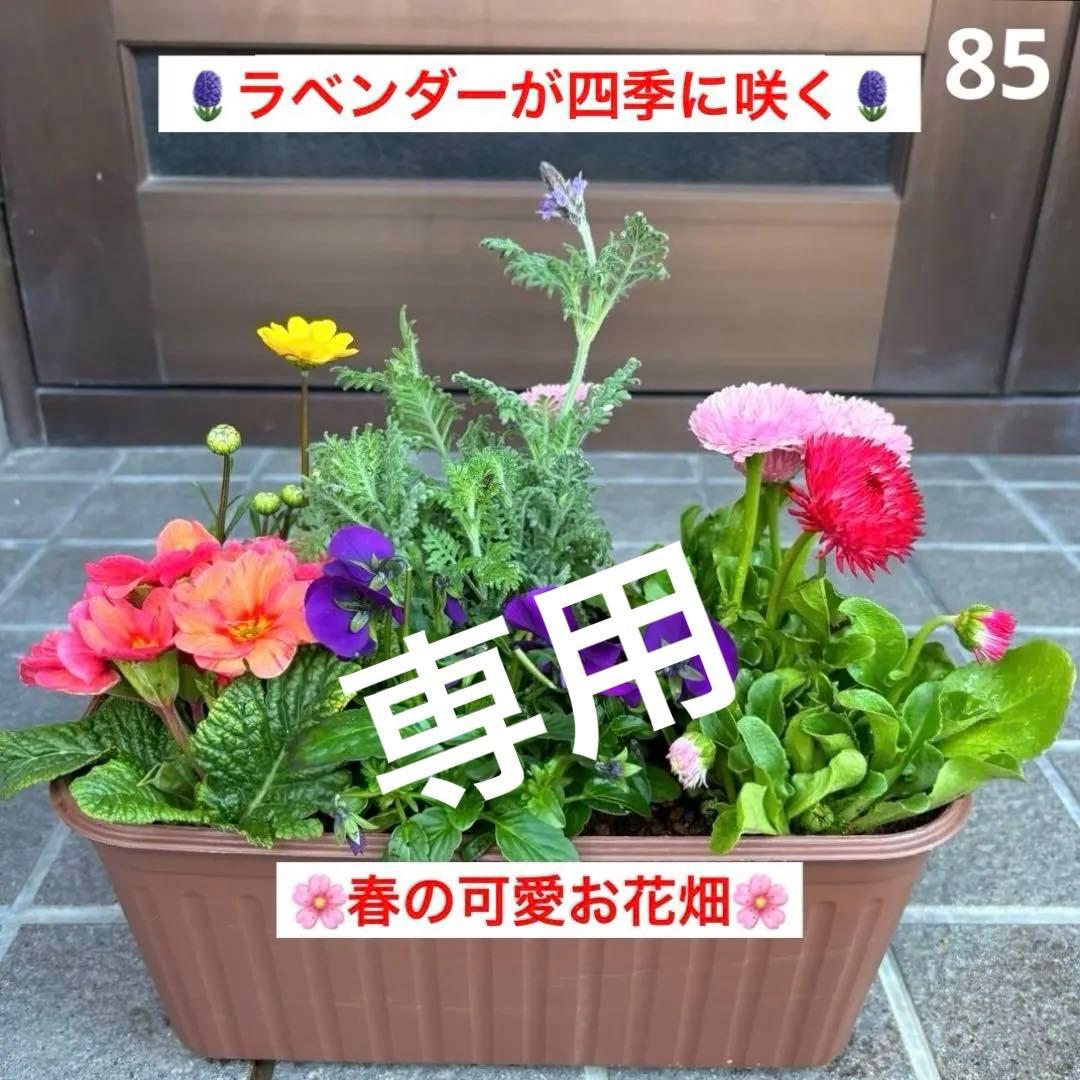 85.☆これから良く咲き☆長く楽しむ☆春の寄せ植え☆