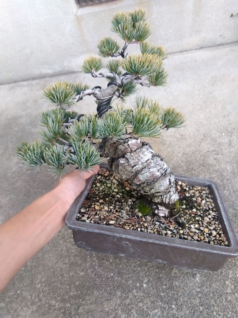 五葉松　盆栽　極太❗良樹形❗8号陶器鉢つき　②