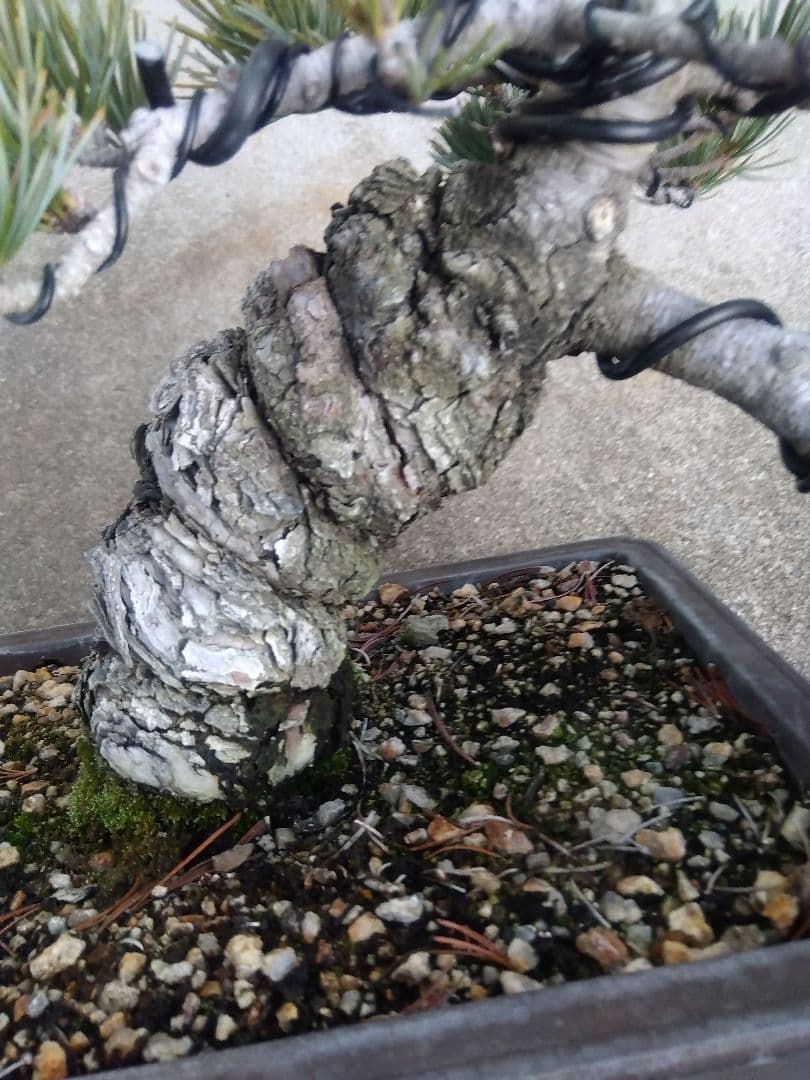 五葉松　盆栽　極太❗良樹形❗8号陶器鉢つき　②