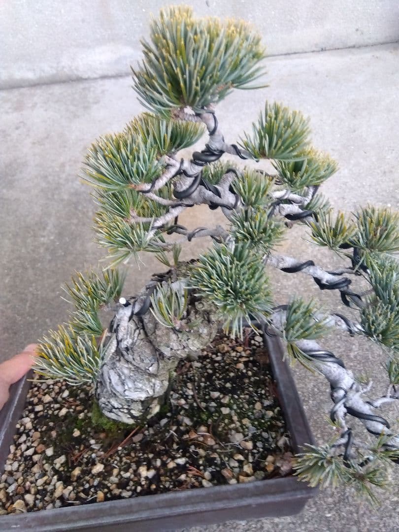 五葉松　盆栽　極太❗良樹形❗8号陶器鉢つき　②