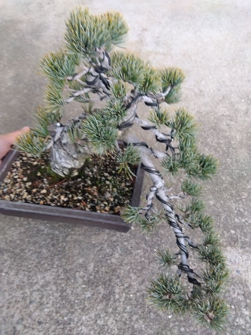 五葉松　盆栽　極太❗良樹形❗8号陶器鉢つき　②