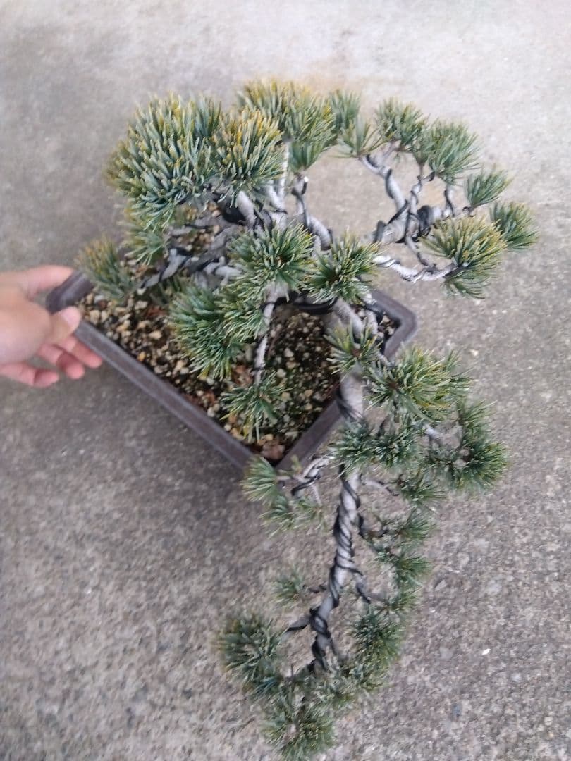 五葉松　盆栽　極太❗良樹形❗8号陶器鉢つき　②