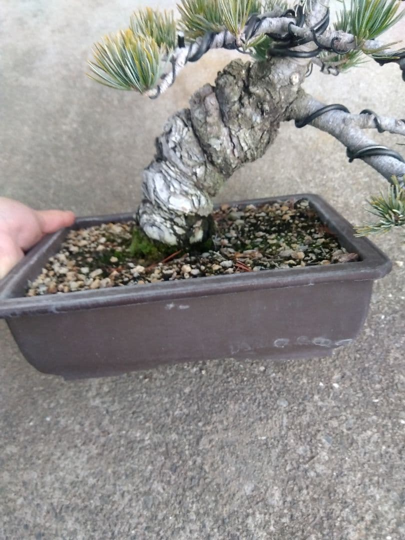 五葉松　盆栽　極太❗良樹形❗8号陶器鉢つき　②