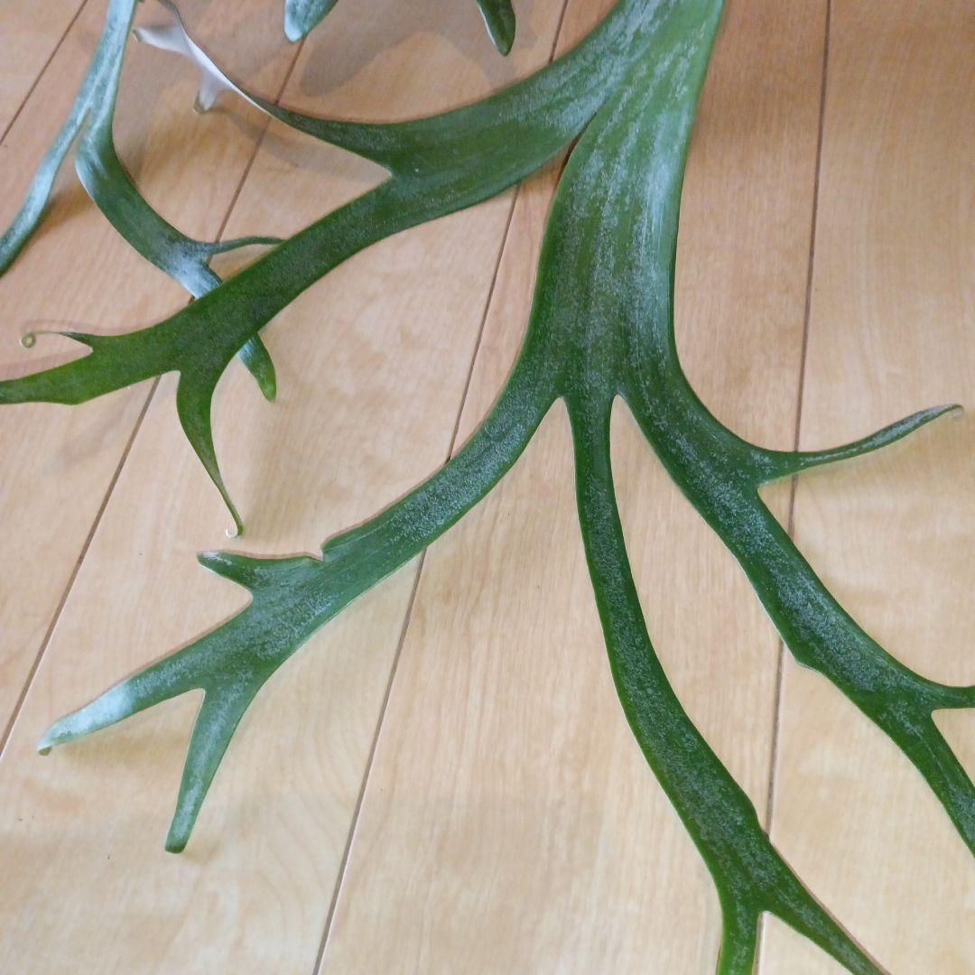 P. 謎ビカク 、ホワイトホーク、ウィリンキーセット　TcMa出品です!