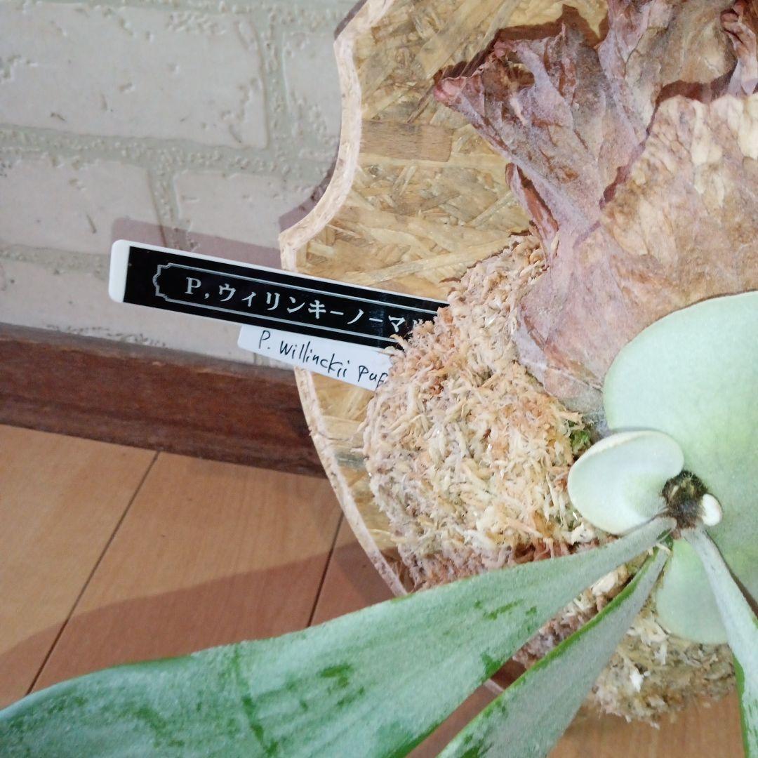 P. 謎ビカク 、ホワイトホーク、ウィリンキーセット　TcMa出品です!