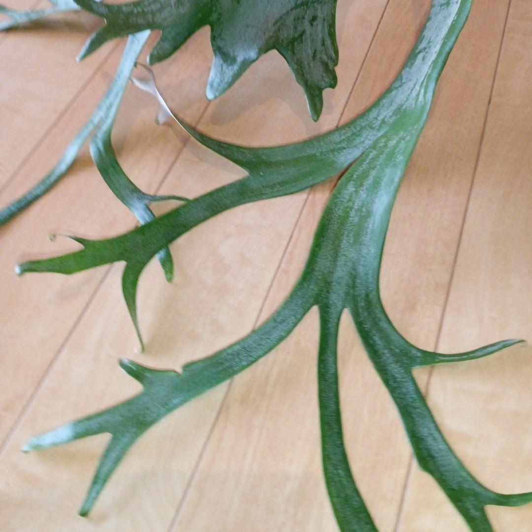 P. 謎ビカク 、ホワイトホーク、ウィリンキーセット　TcMa出品です!