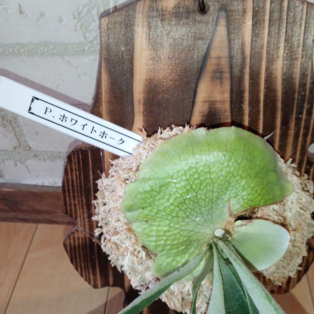 P. 謎ビカク 、ホワイトホーク、ウィリンキーセット　TcMa出品です!