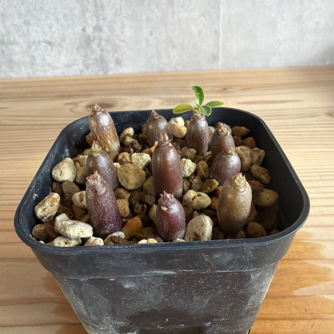 10株セット　パキポディウムウィンゾリー 国内実生株