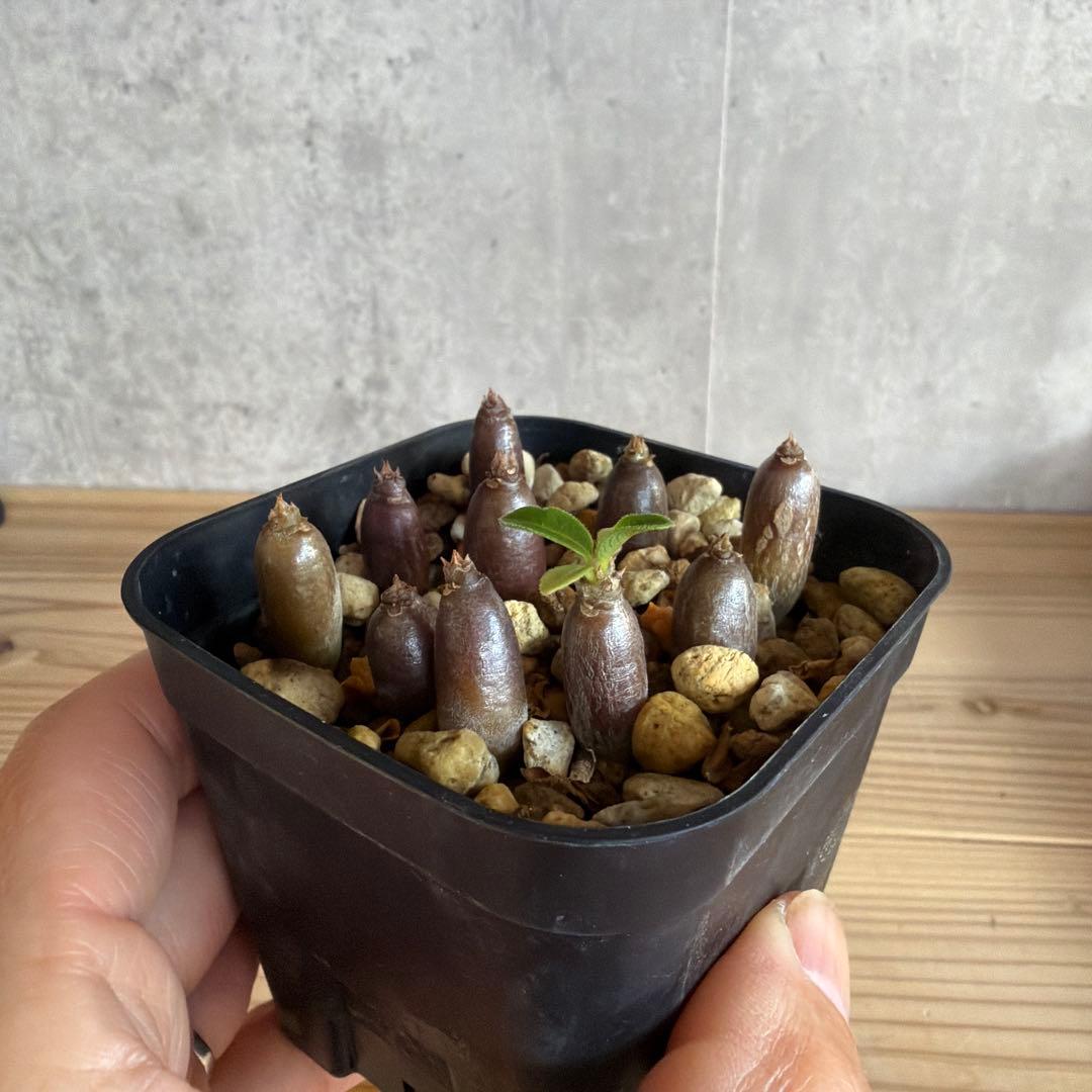 10株セット　パキポディウムウィンゾリー 国内実生株