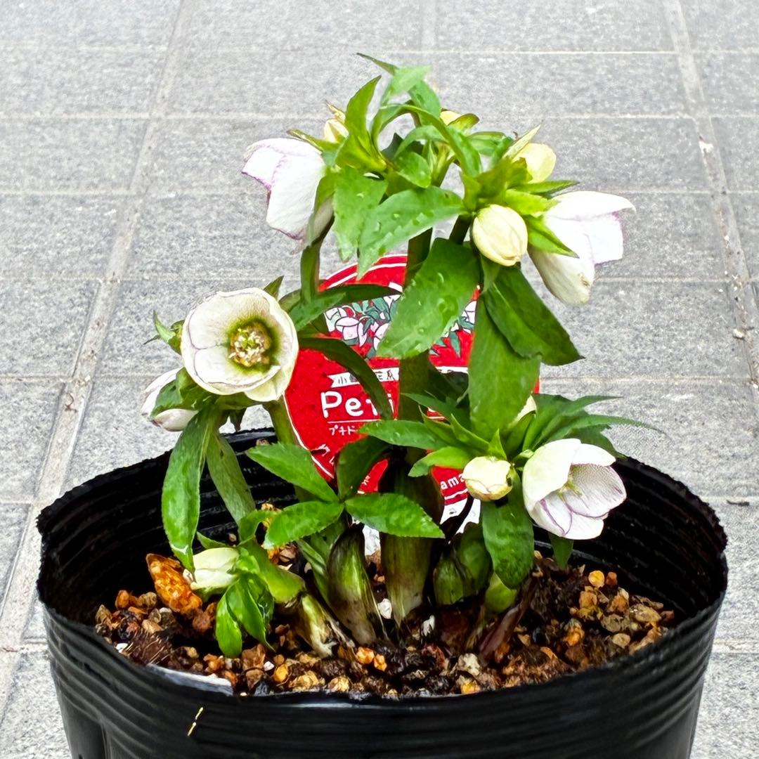 ぴ*ん様 3441☘️花、タグ付☘️プチドール⭐️超小輪⭐️超コンパクト⭐️繊細