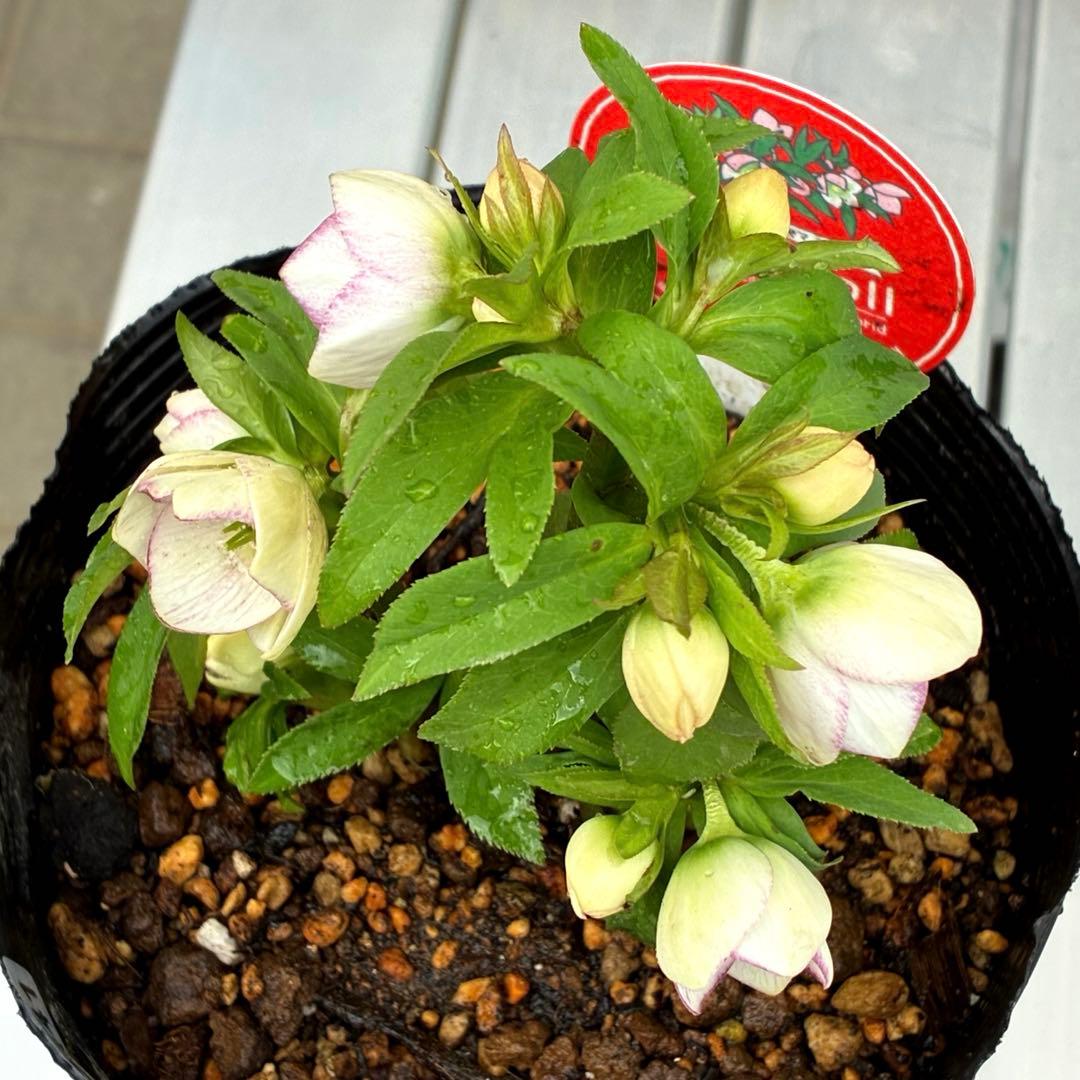 ぴ*ん様 3441☘️花、タグ付☘️プチドール⭐️超小輪⭐️超コンパクト⭐️繊細