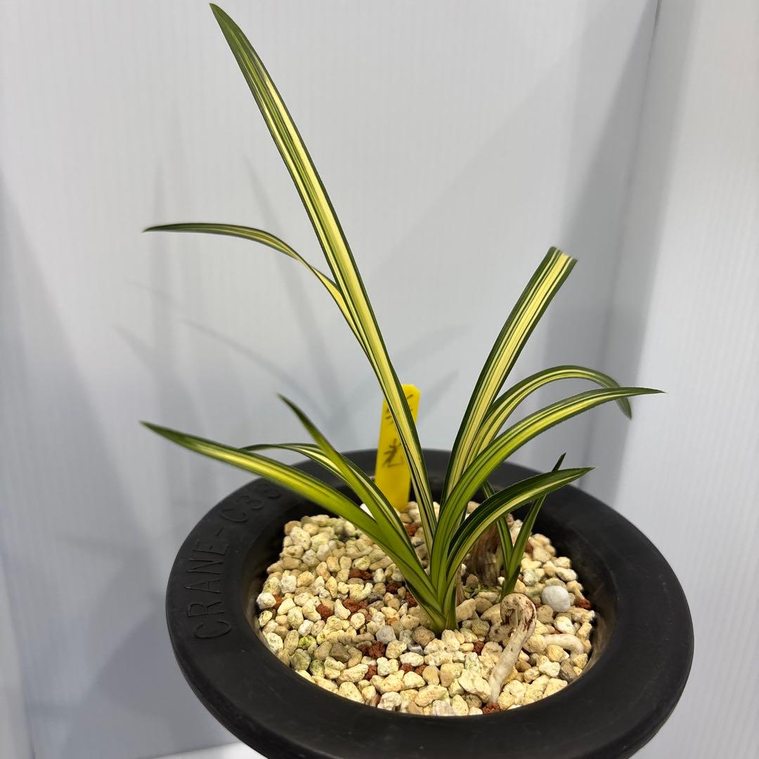 春蘭　韓国春蘭　栄光No.6