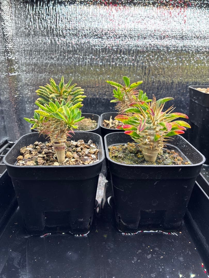 ギラウミニアナ　実生　まとめ売り