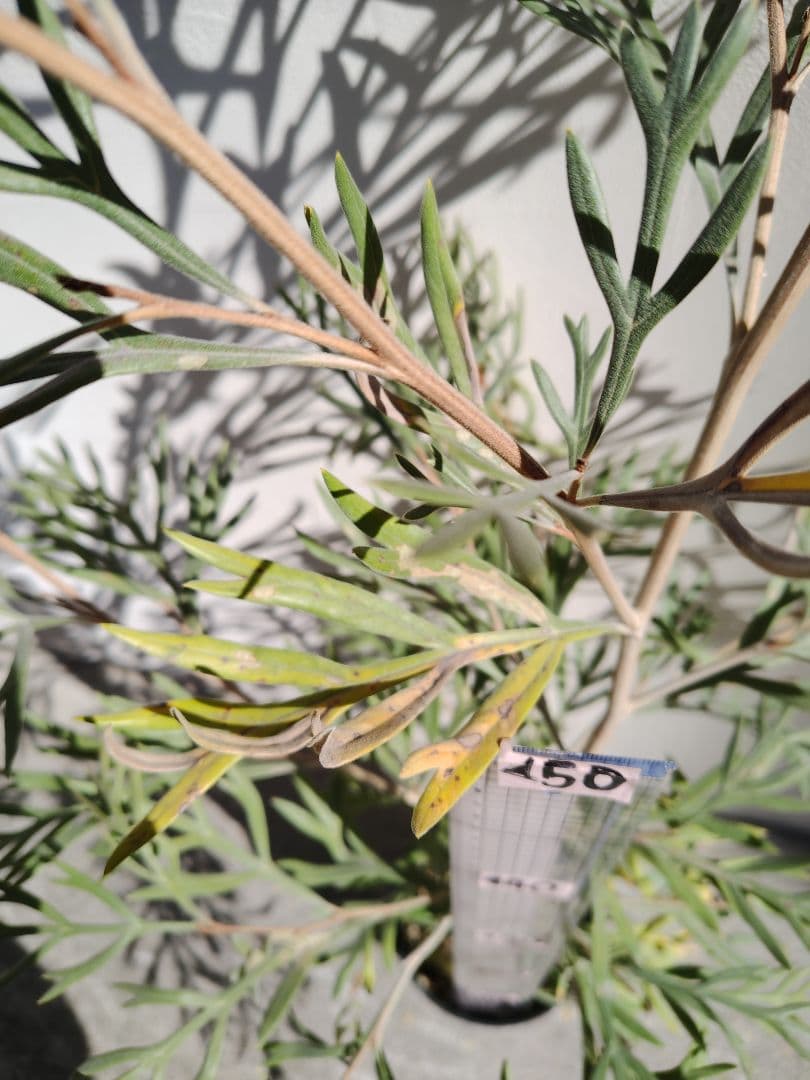 希少！つぼみ付き大株✩グレビレア ドーンパープル☆オージープランツ☆常緑