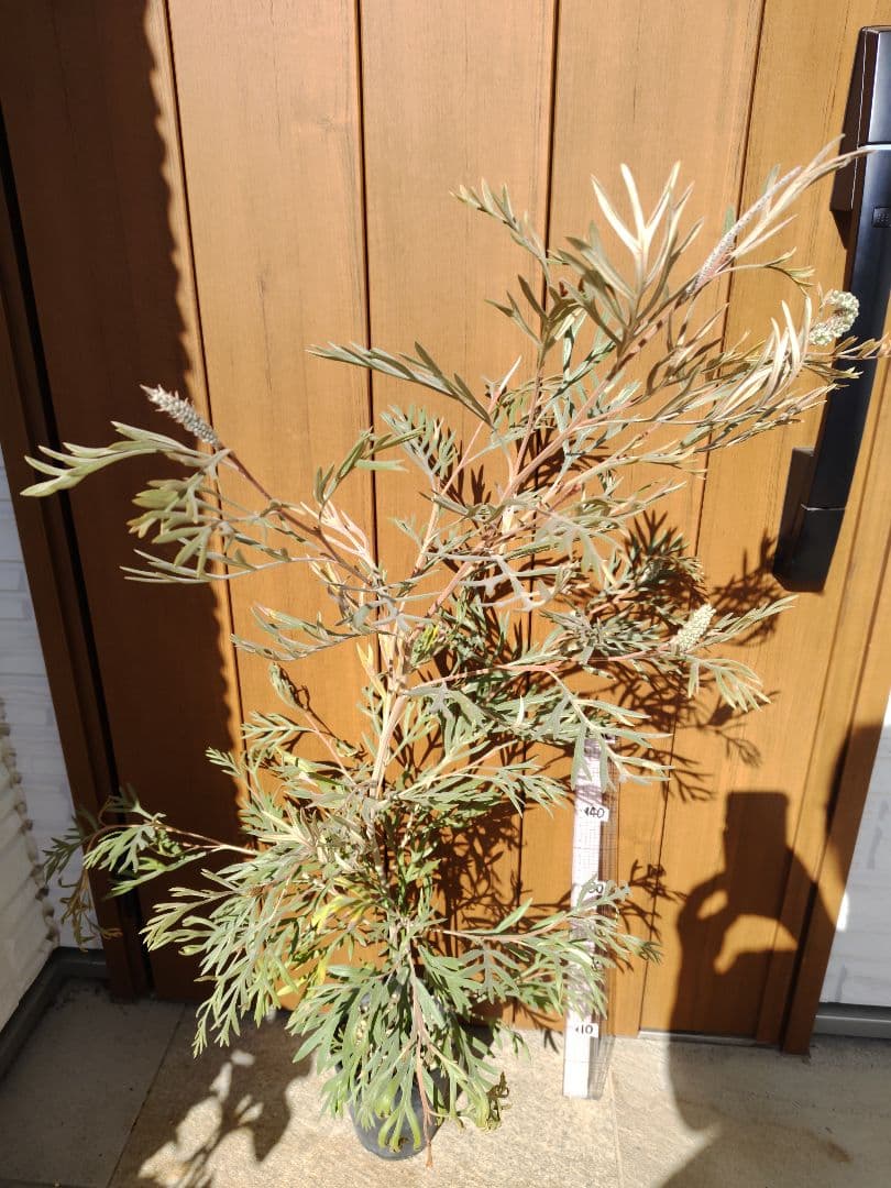 希少！つぼみ付き大株✩グレビレア ドーンパープル☆オージープランツ☆常緑