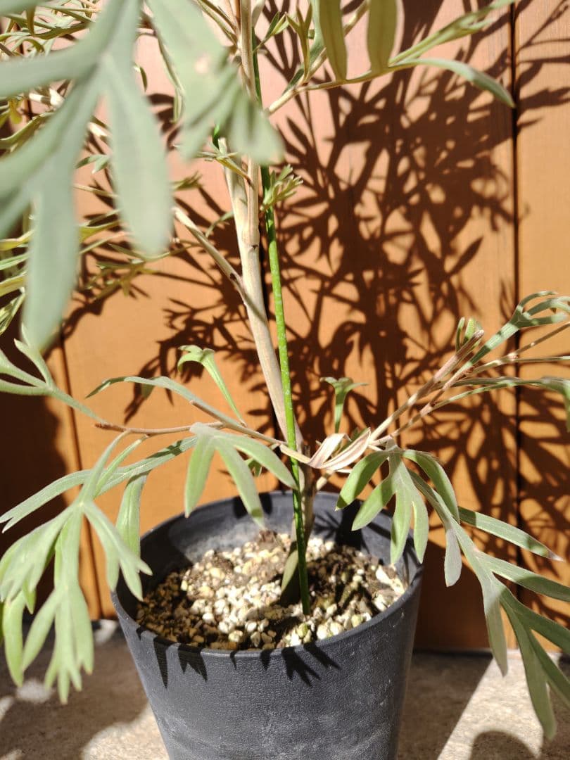 希少！つぼみ付き大株✩グレビレア ドーンパープル☆オージープランツ☆常緑