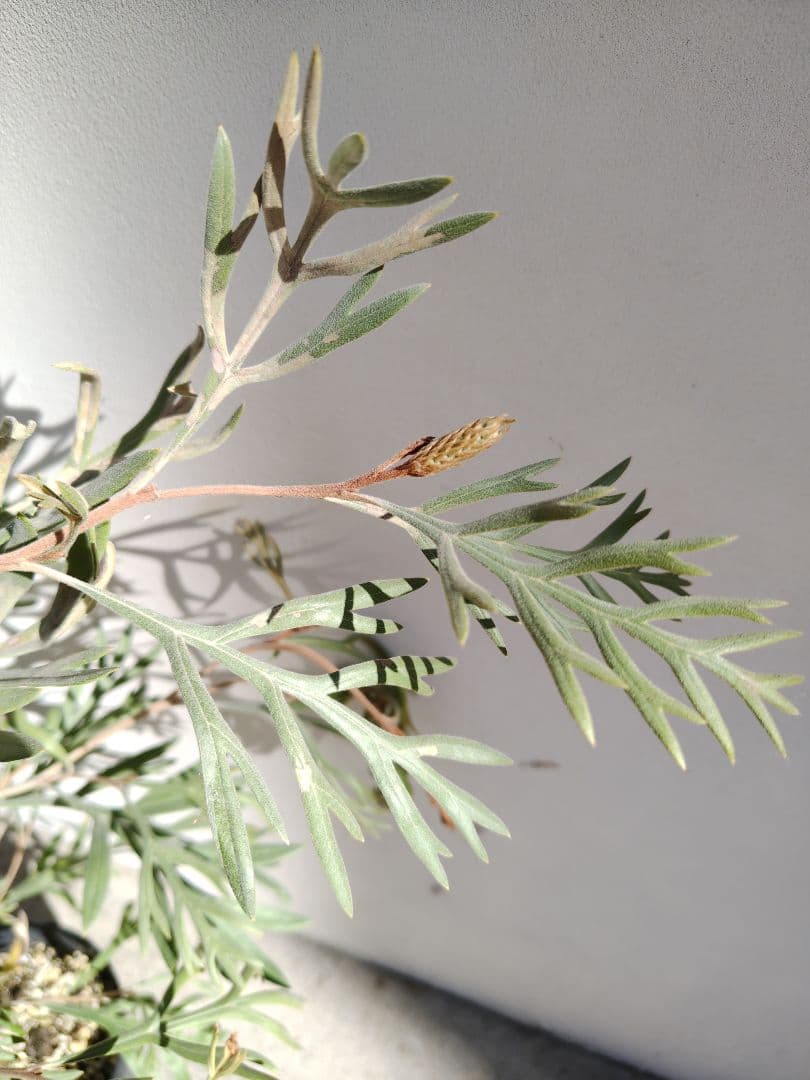 希少！つぼみ付き大株✩グレビレア ドーンパープル☆オージープランツ☆常緑