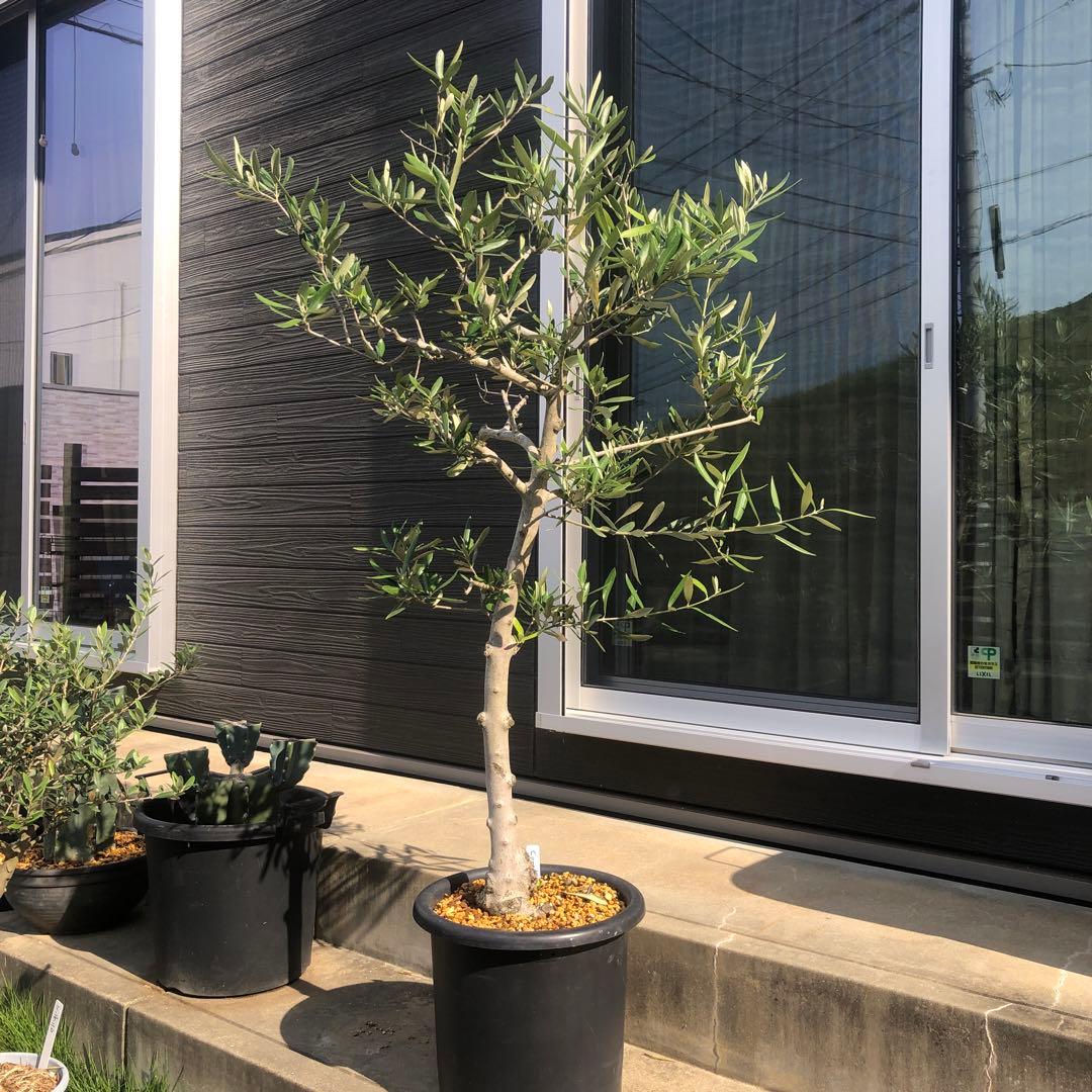 【引き取り限定】オリーブの木　コラチナ　幹太　希少　シンボルツリー