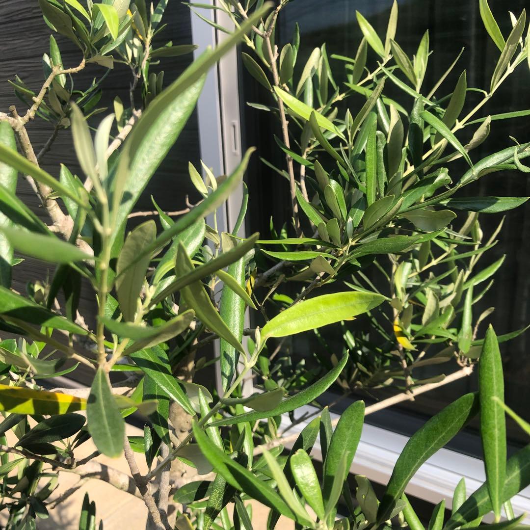 【引き取り限定】オリーブの木　コラチナ　幹太　希少　シンボルツリー