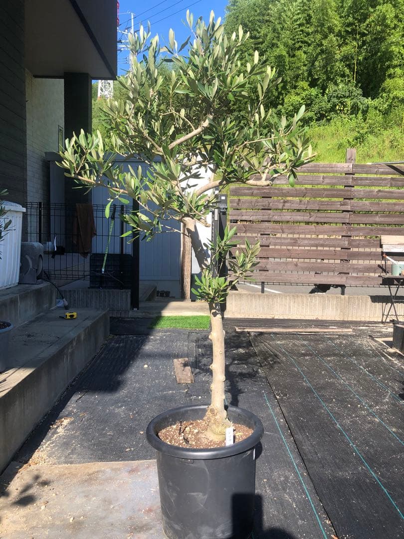 【引き取り限定】オリーブの木　コラチナ　幹太　希少　シンボルツリー