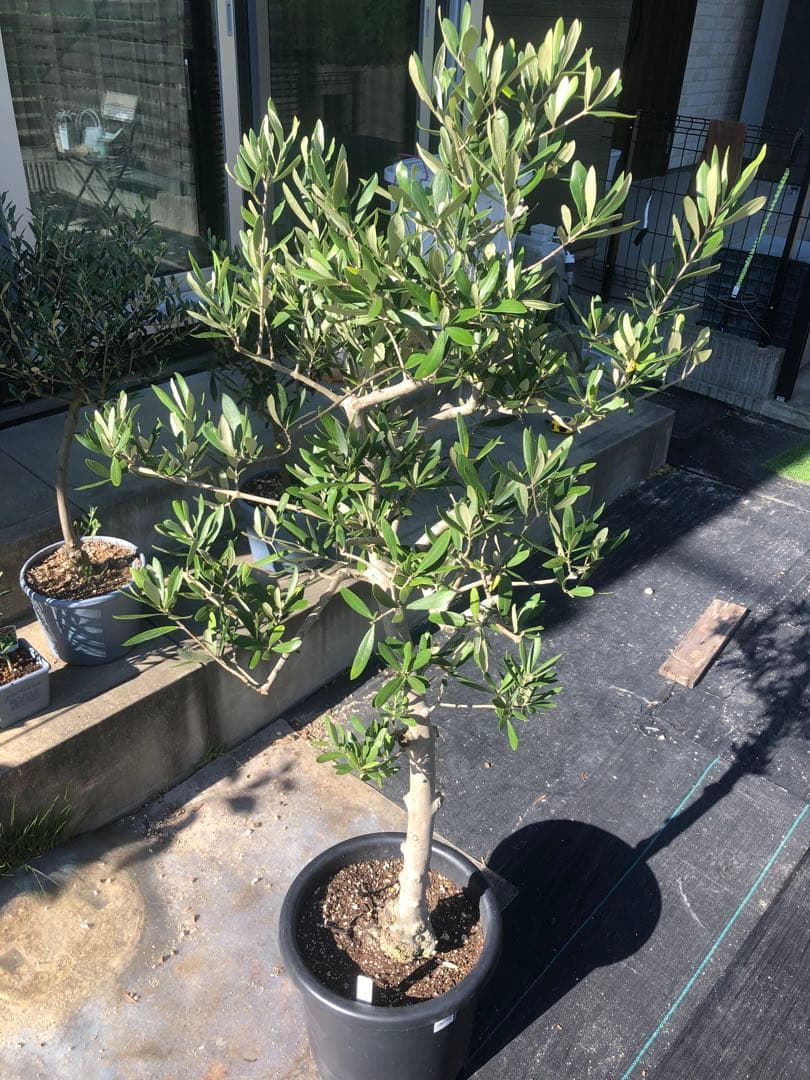 【引き取り限定】オリーブの木　コラチナ　幹太　希少　シンボルツリー