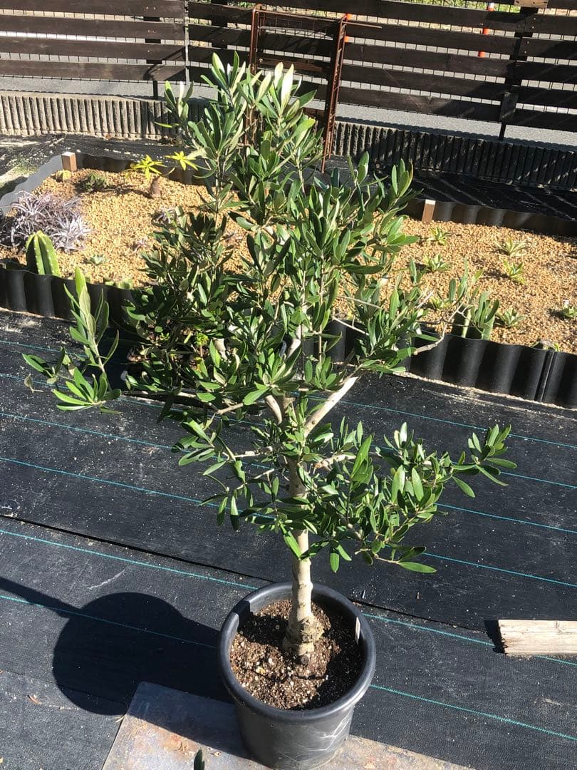 【引き取り限定】オリーブの木　コラチナ　幹太　希少　シンボルツリー