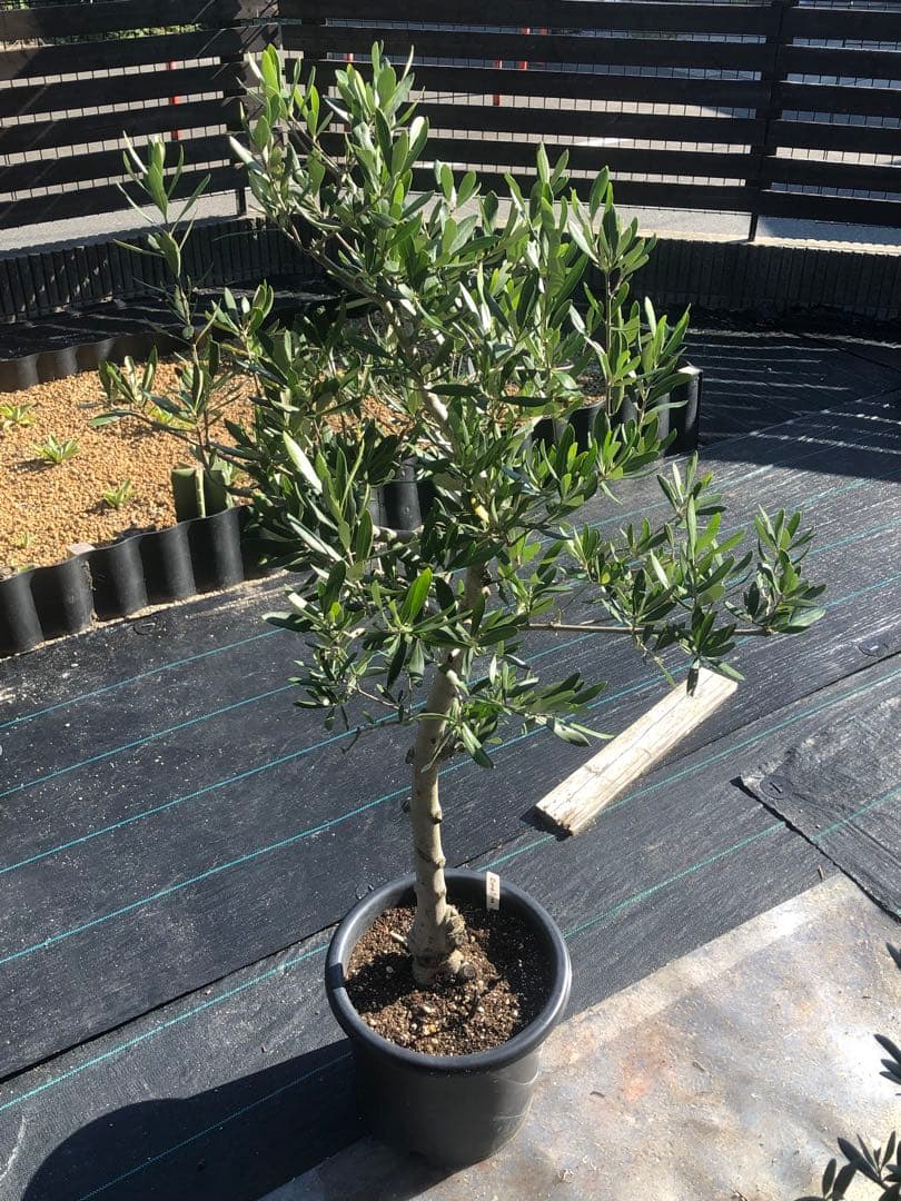 【引き取り限定】オリーブの木　コラチナ　幹太　希少　シンボルツリー