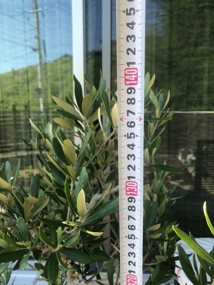 【引き取り限定】オリーブの木　コラチナ　幹太　希少　シンボルツリー