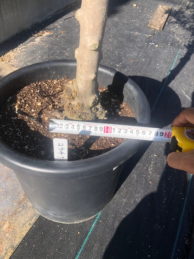 【引き取り限定】オリーブの木　コラチナ　幹太　希少　シンボルツリー