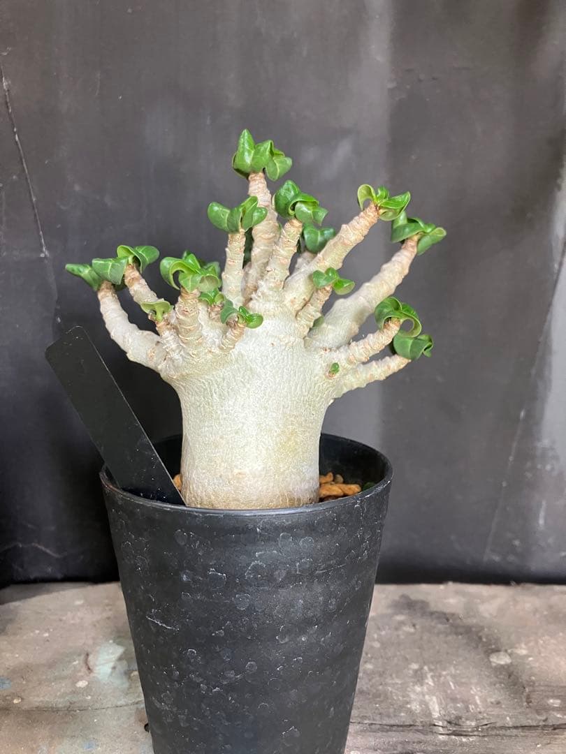 レア種❗️アデニウム 獅子葉 ドーセットホーン コーデックス アラビカム　塊根植物