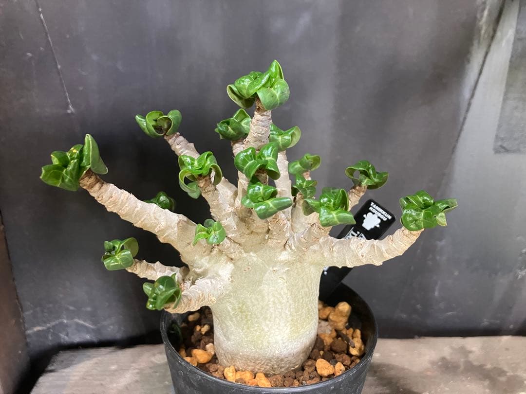 レア種❗️アデニウム 獅子葉 ドーセットホーン コーデックス アラビカム　塊根植物