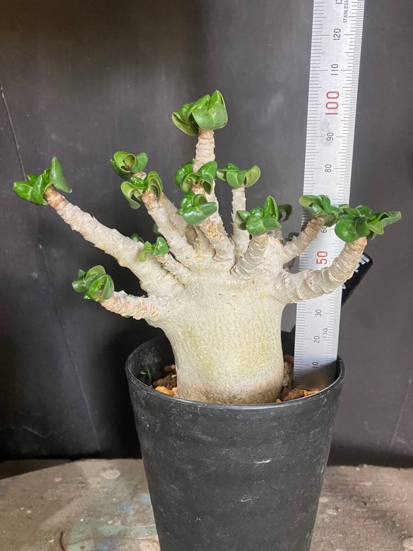 レア種❗️アデニウム 獅子葉 ドーセットホーン コーデックス アラビカム　塊根植物