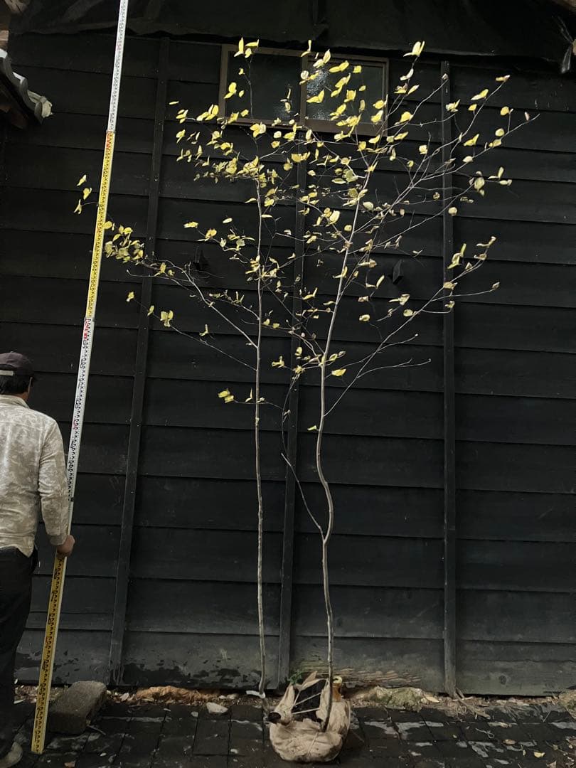山採り　アズキナシ