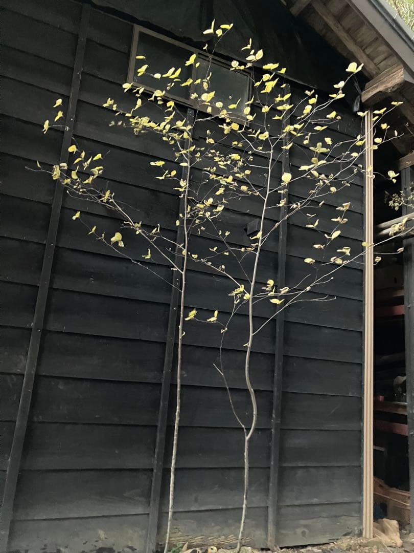 山採り　アズキナシ