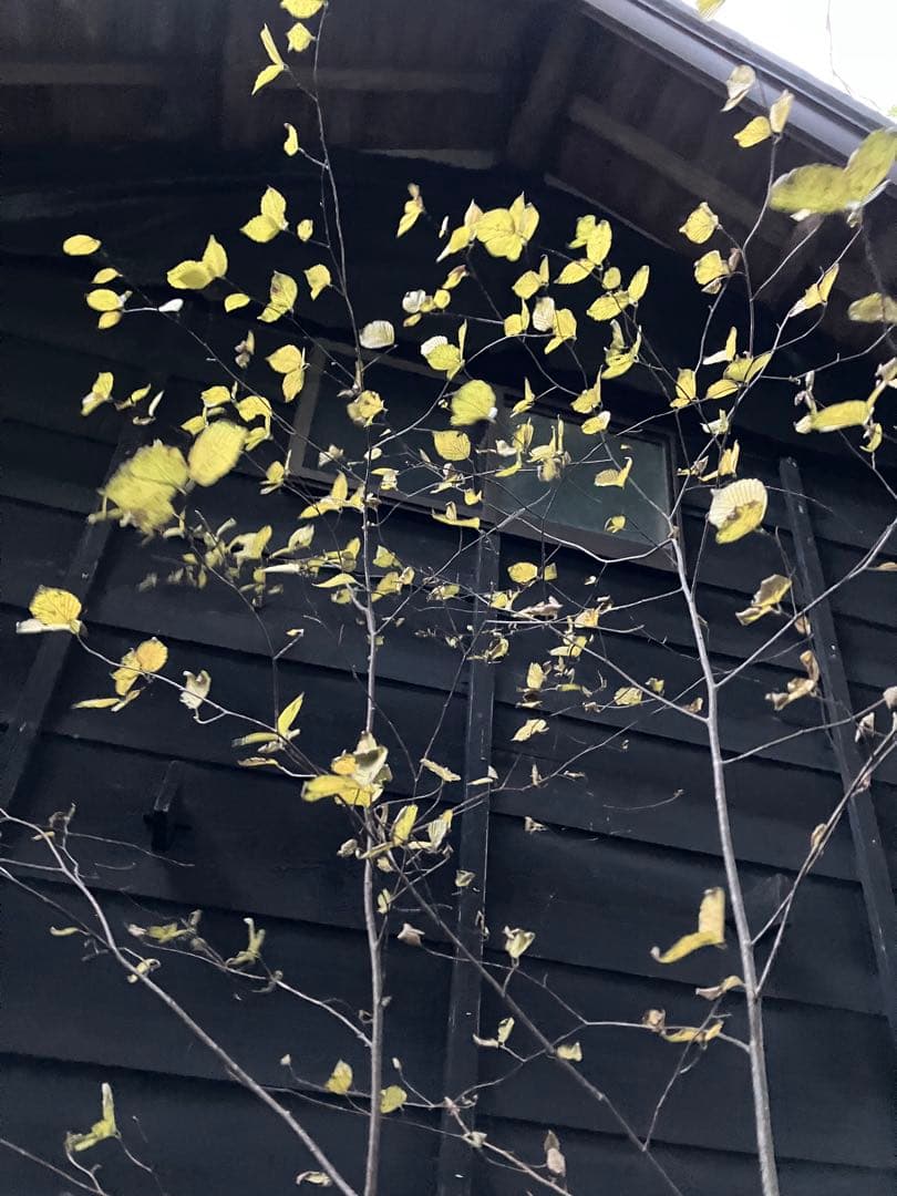 山採り　アズキナシ