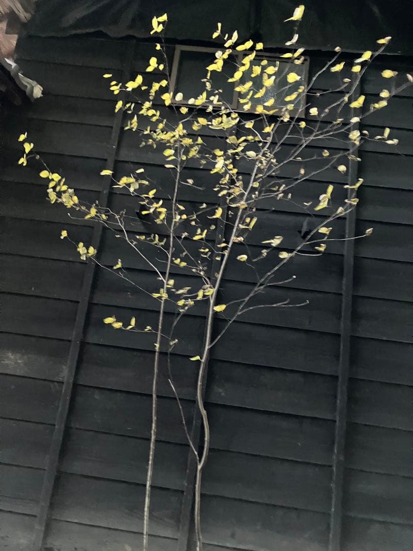 山採り　アズキナシ