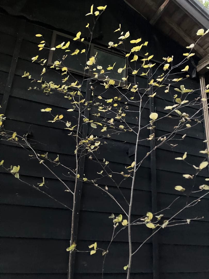 山採り　アズキナシ