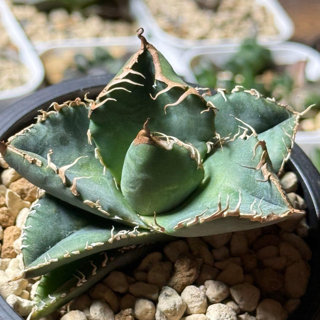 アガベ_悪魔くんTC